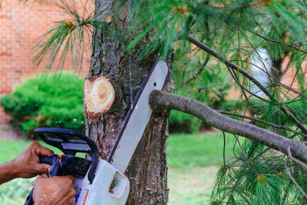 Professional Tree Service in Little Rock, AR